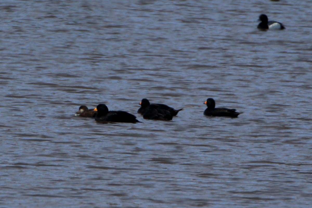 Black Scoter - ML580174381