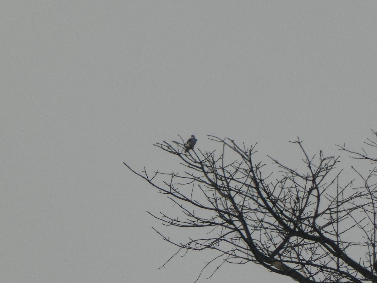 White-tailed Kite - ML580174441