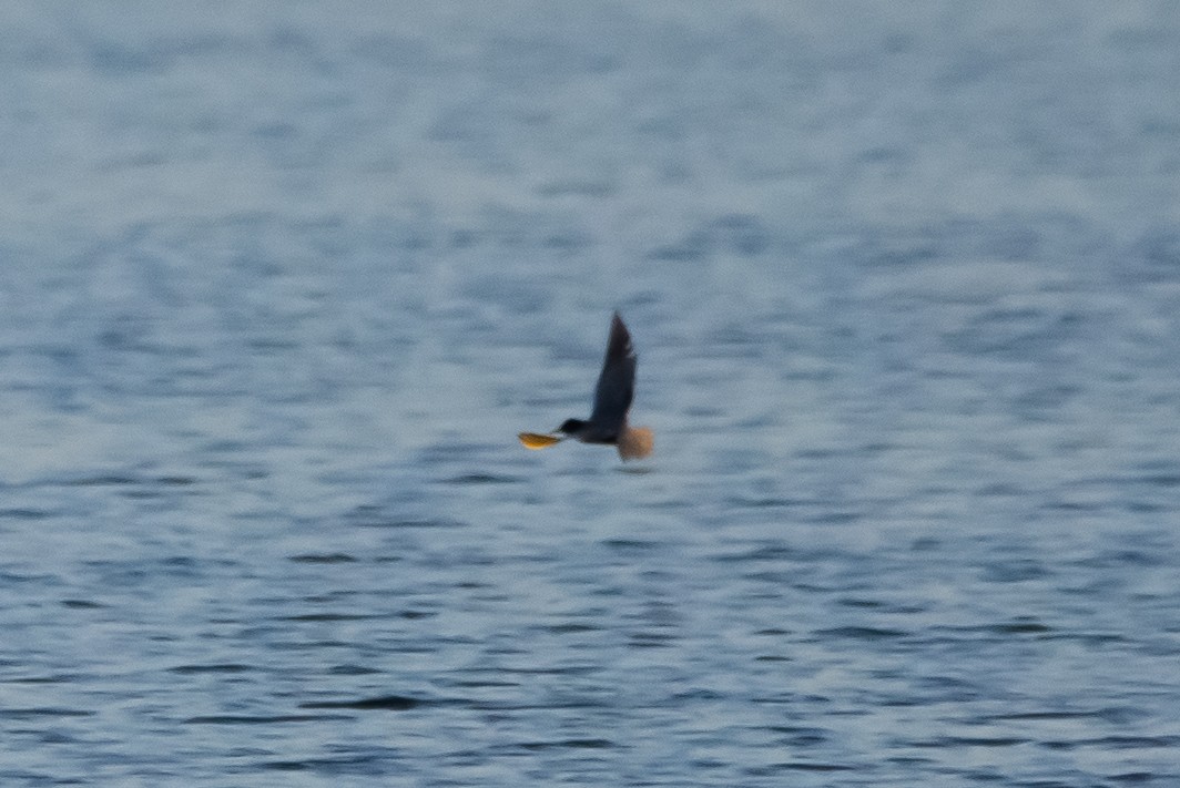 Black Tern - ML580175311