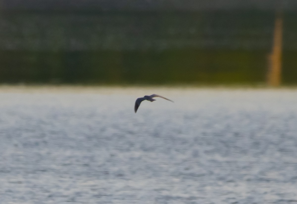 Black Tern - ML580175341