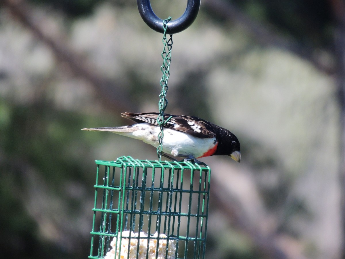 Rose-breasted Grosbeak - ML58017611