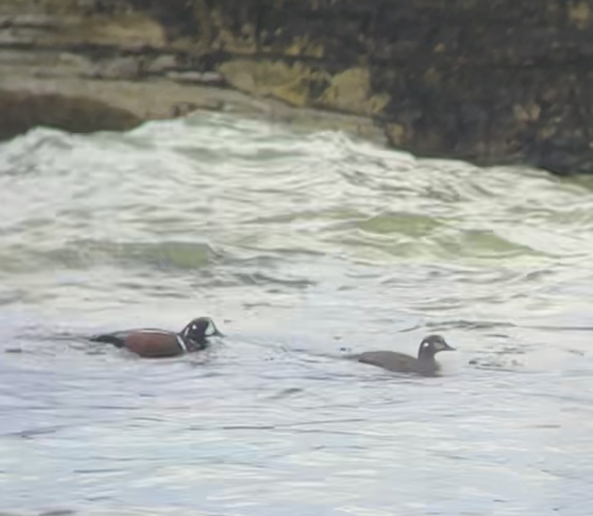Harlequin Duck - ML580176441