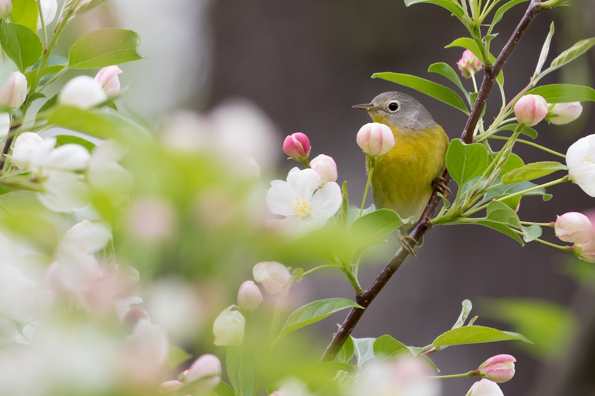 Nashville Warbler - ML58017661