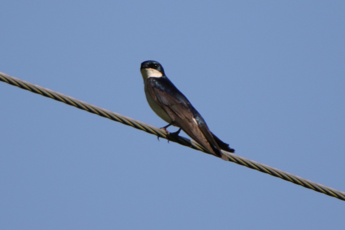 Tree Swallow - ML580180741