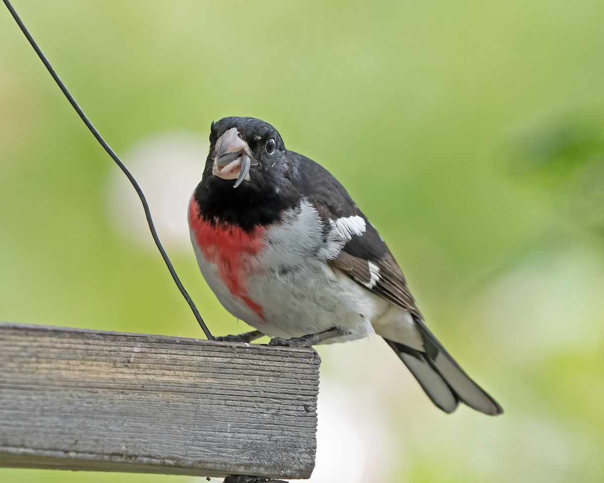 Cardinal à poitrine rose - ML580181131