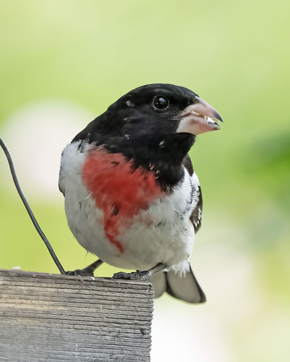 Rose-breasted Grosbeak - Bill Hill