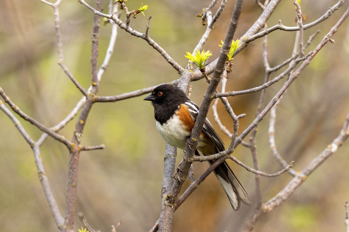 Spotted Towhee - ML580181361