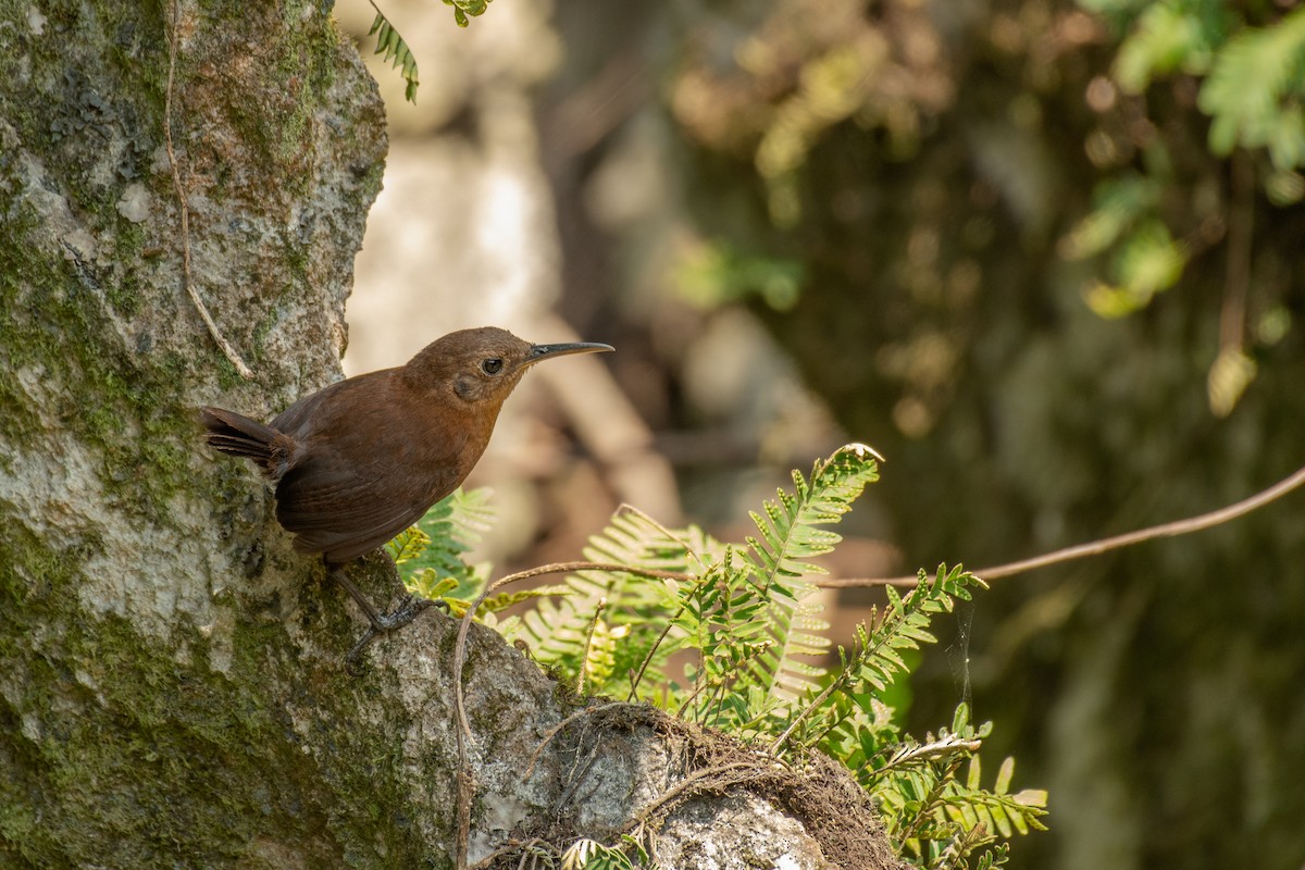 Sumichrast's Wren - ML580181441