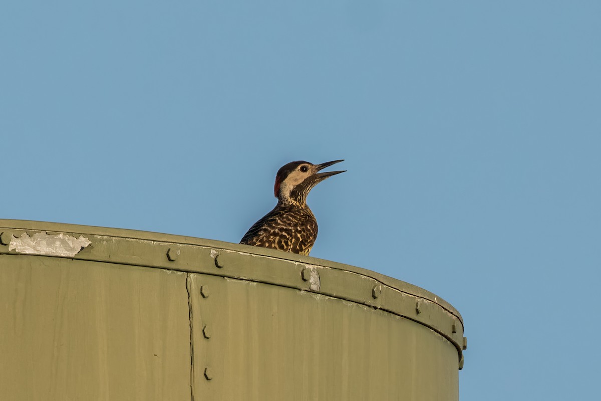 Green-barred Woodpecker - ML580181931