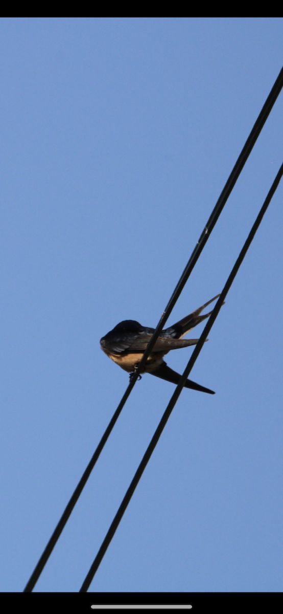 Barn Swallow - ML580182161