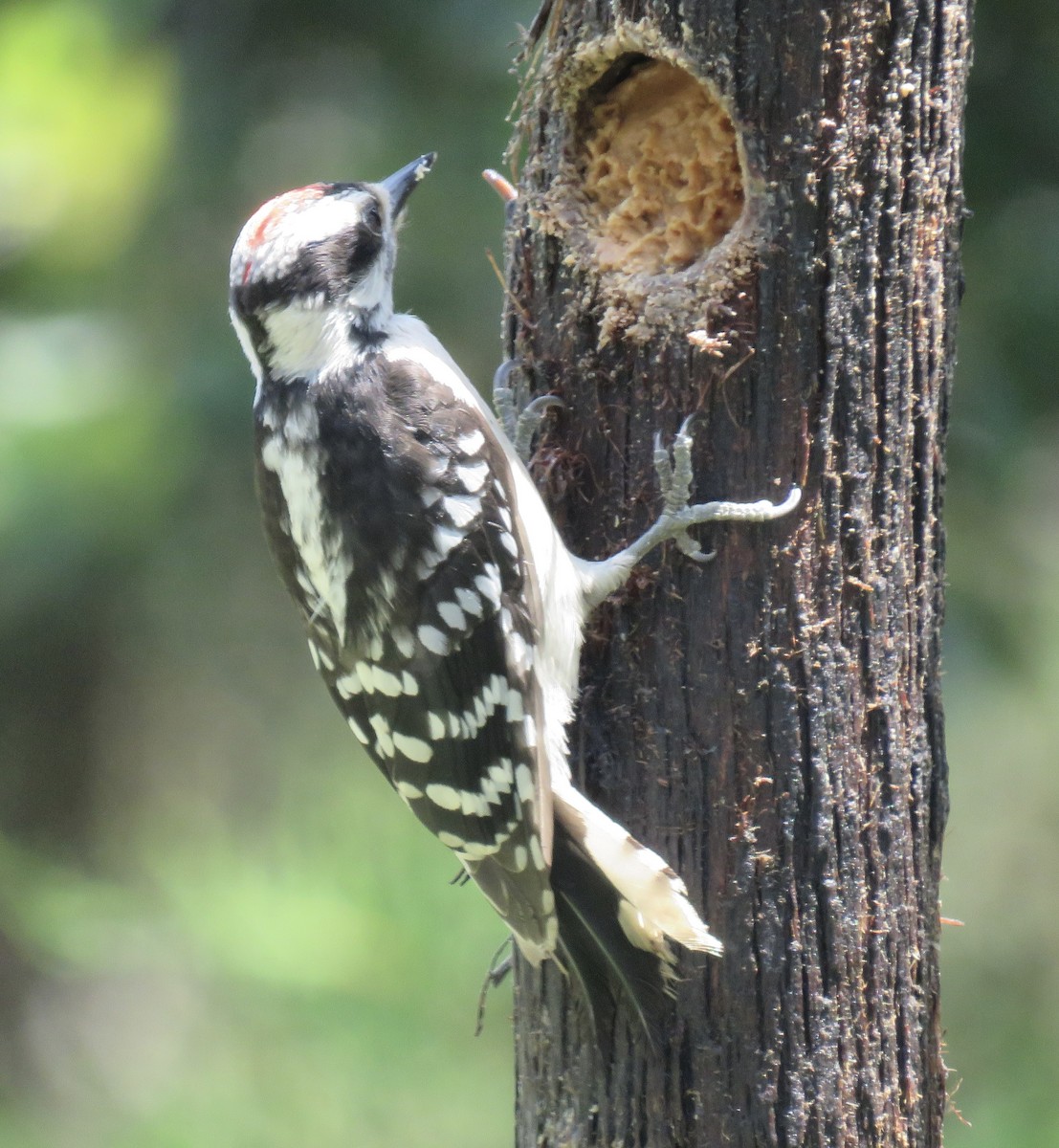 Downy Woodpecker - Sue Wright