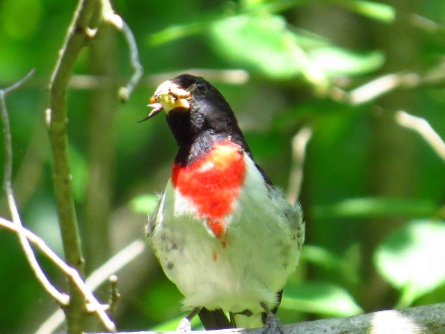 Rose-breasted Grosbeak - ML580183251