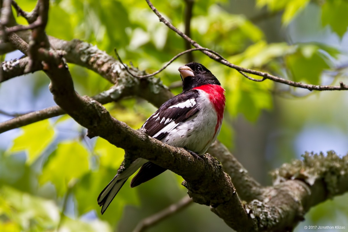 Rose-breasted Grosbeak - Jonathan Klizas