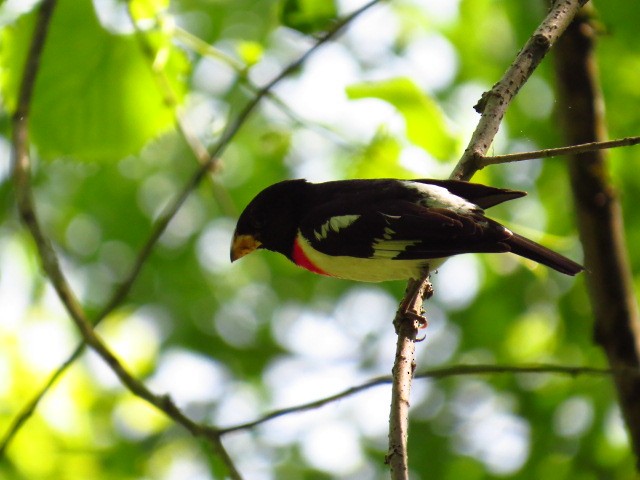 Rose-breasted Grosbeak - ML580183581