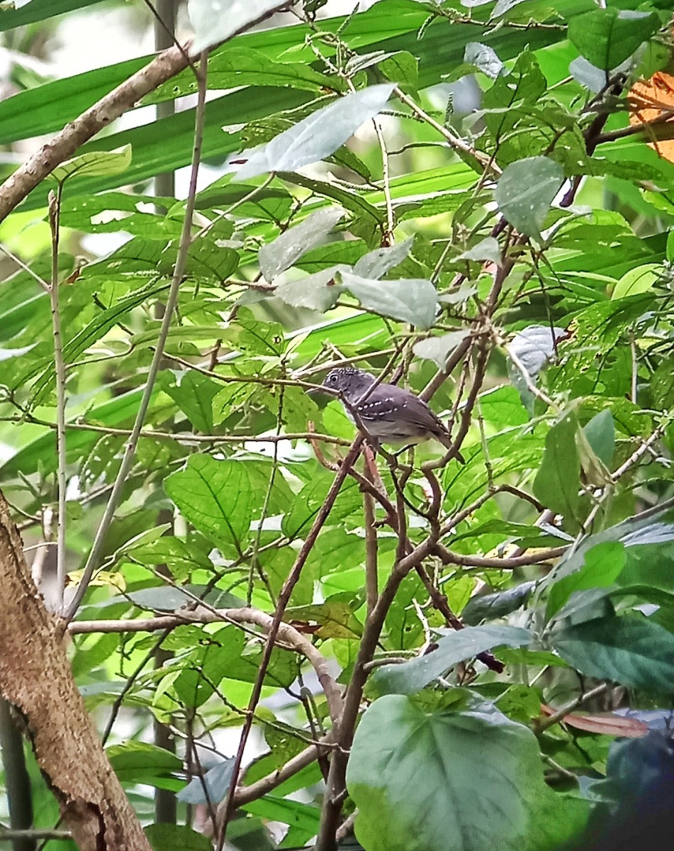 Spot-crowned Antvireo - ML580183821