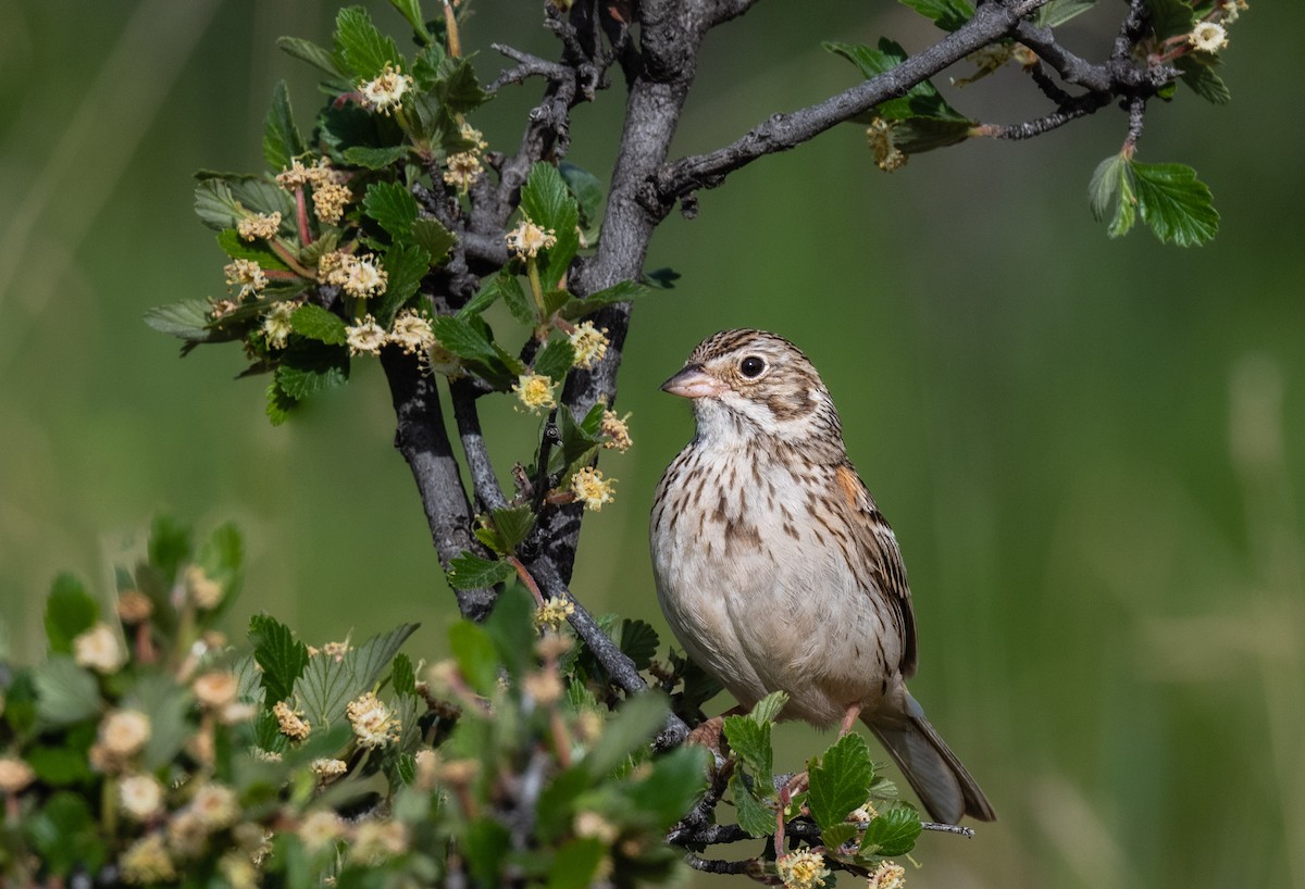 Vesper Sparrow - ML580184601