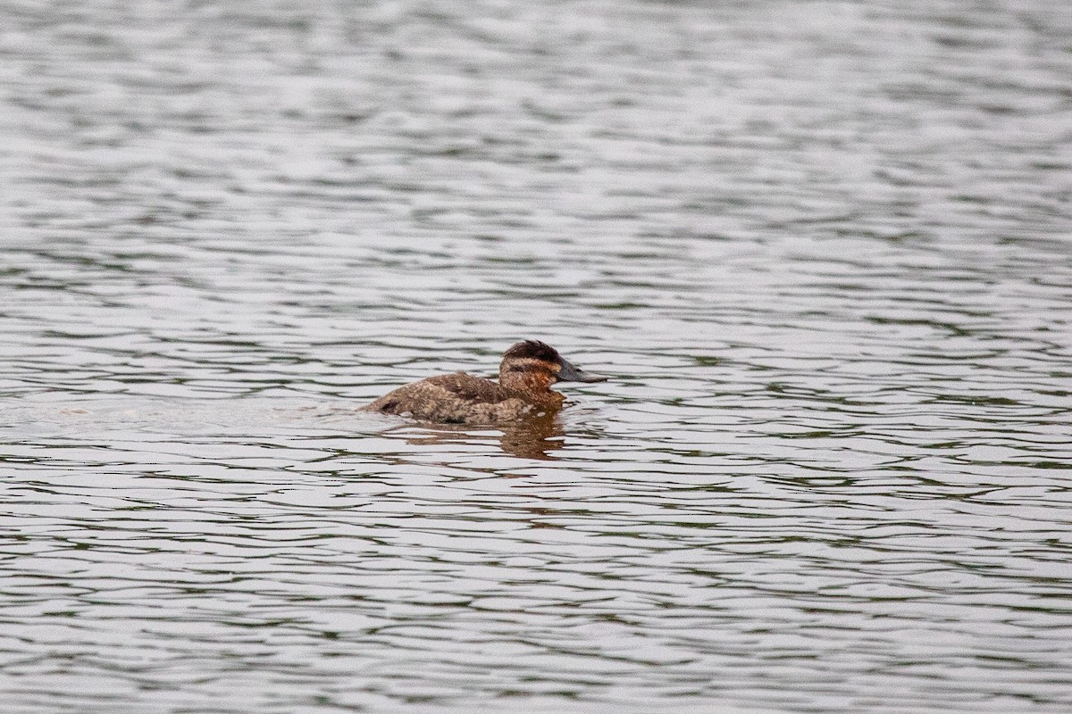 Ruddy Duck - Emerson Harman