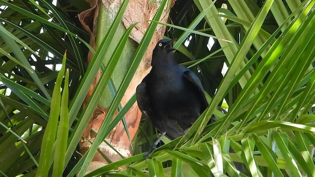 Great-tailed Grackle - ML580184951