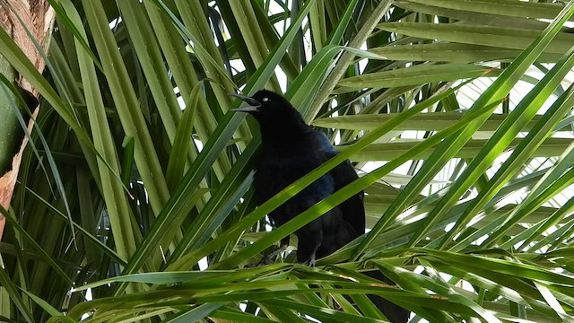 Great-tailed Grackle - ML580185031