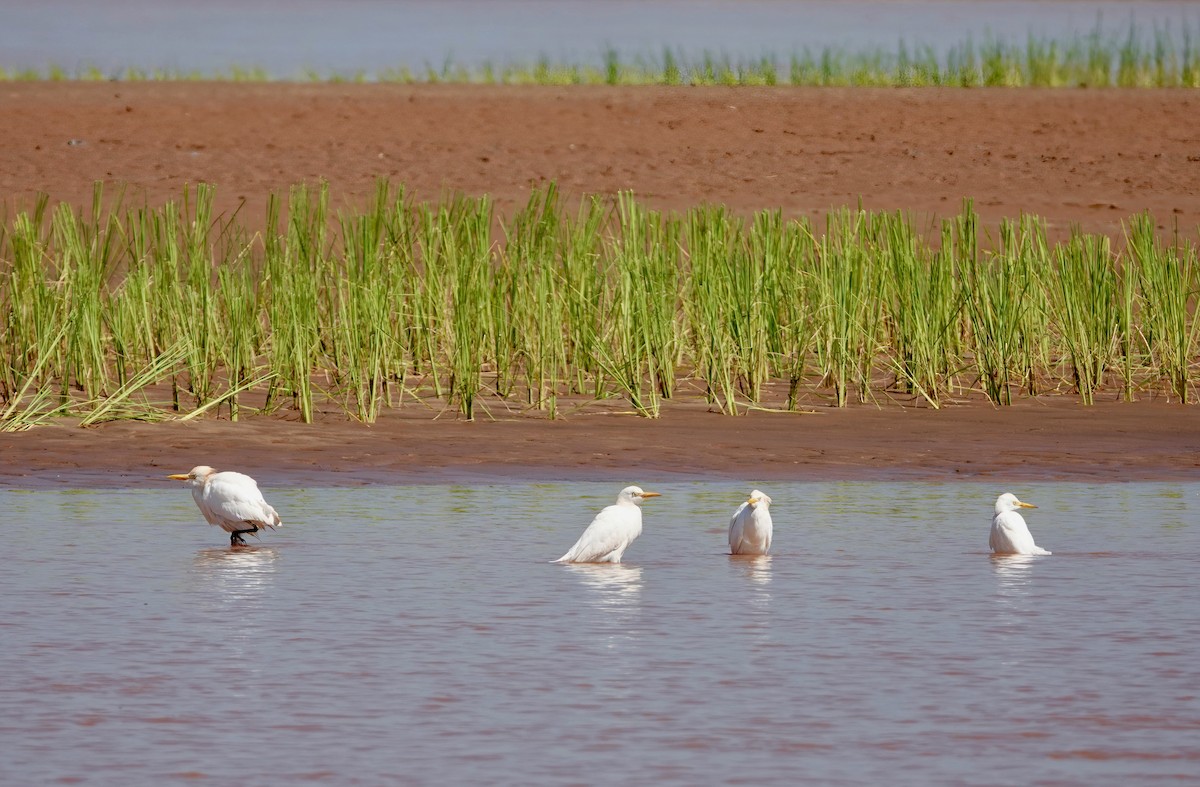 Western Cattle-Egret - ML580185321