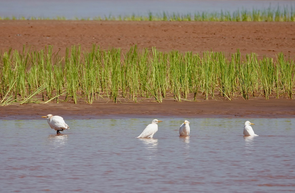 Western Cattle Egret - ML580185321