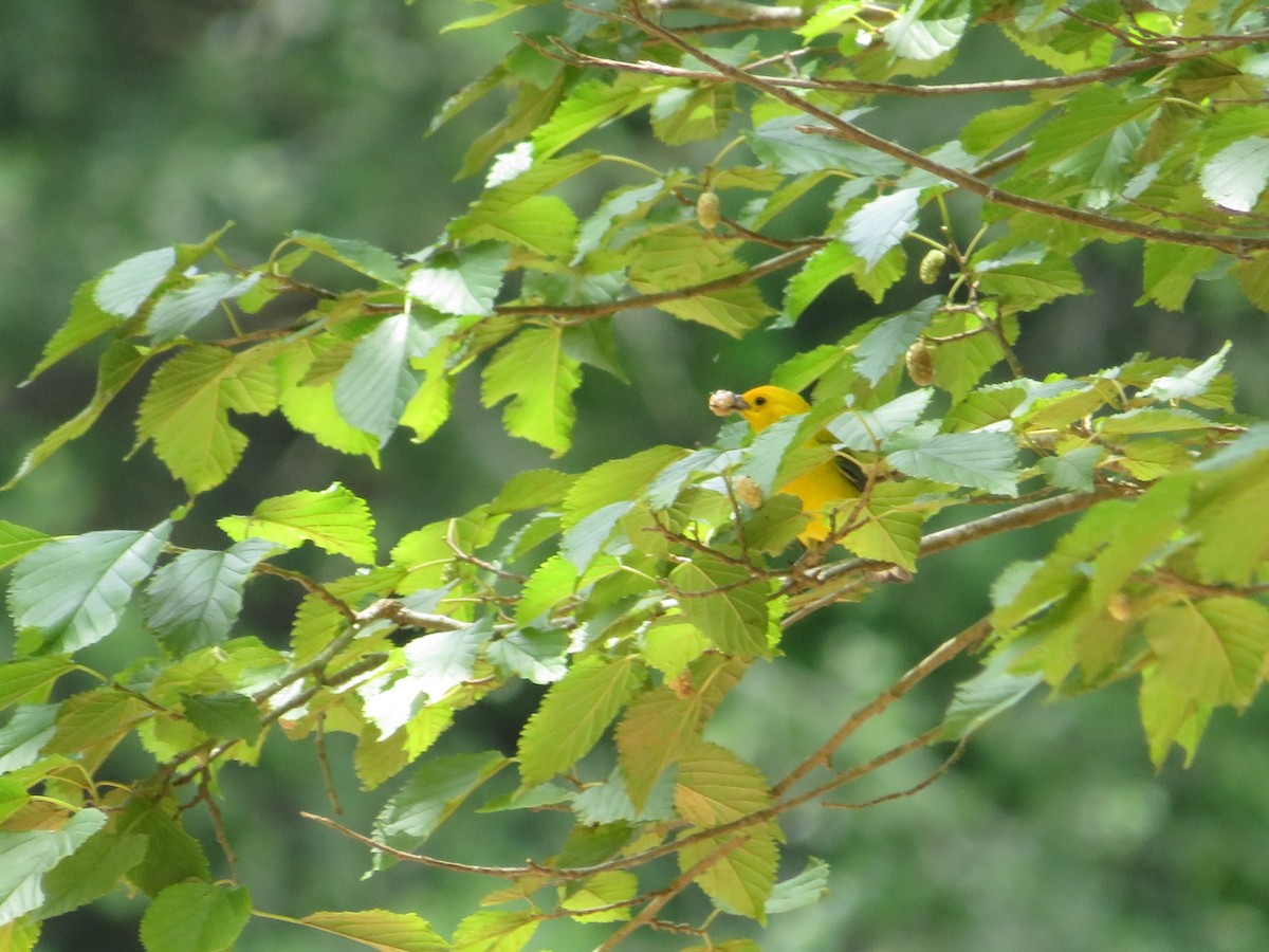 Prothonotary Warbler - Anne Thompson