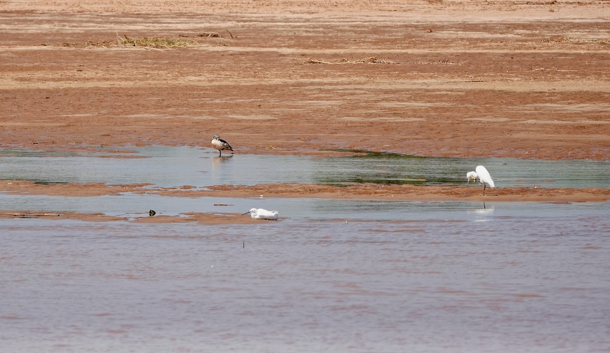 Little Egret - Andrew Bailey