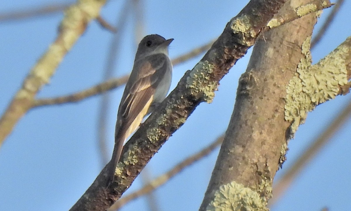 Eastern Wood-Pewee - ML580186771