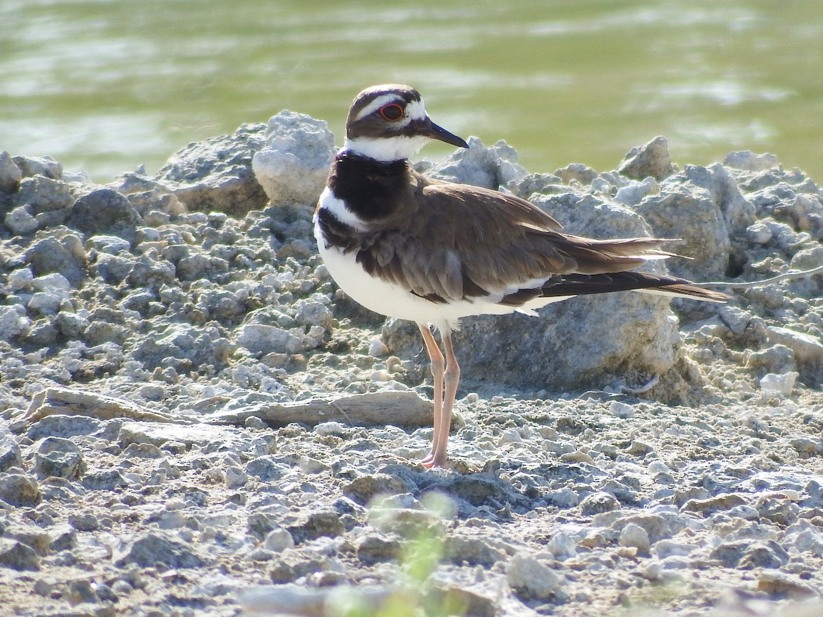 Killdeer - ML58018681