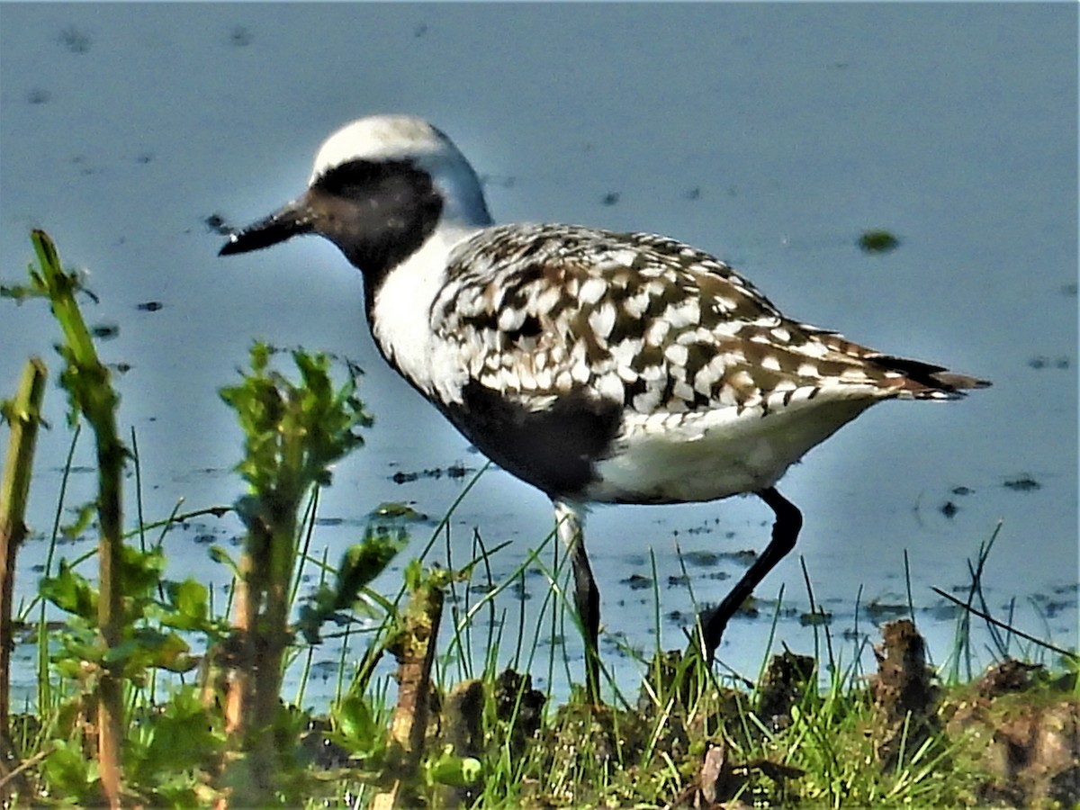 Black-bellied Plover - Jay Wriedt