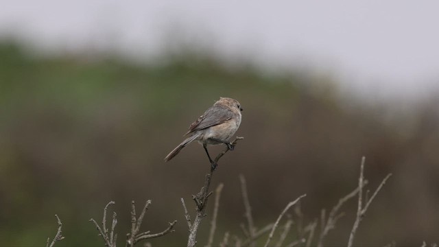 Bushtit (Pacific) - ML580187511