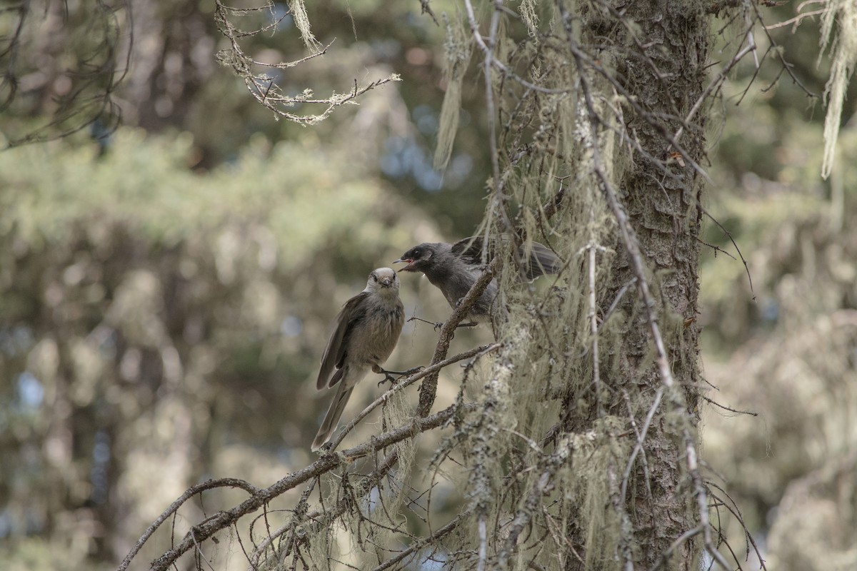 Canada Jay - ML580187881