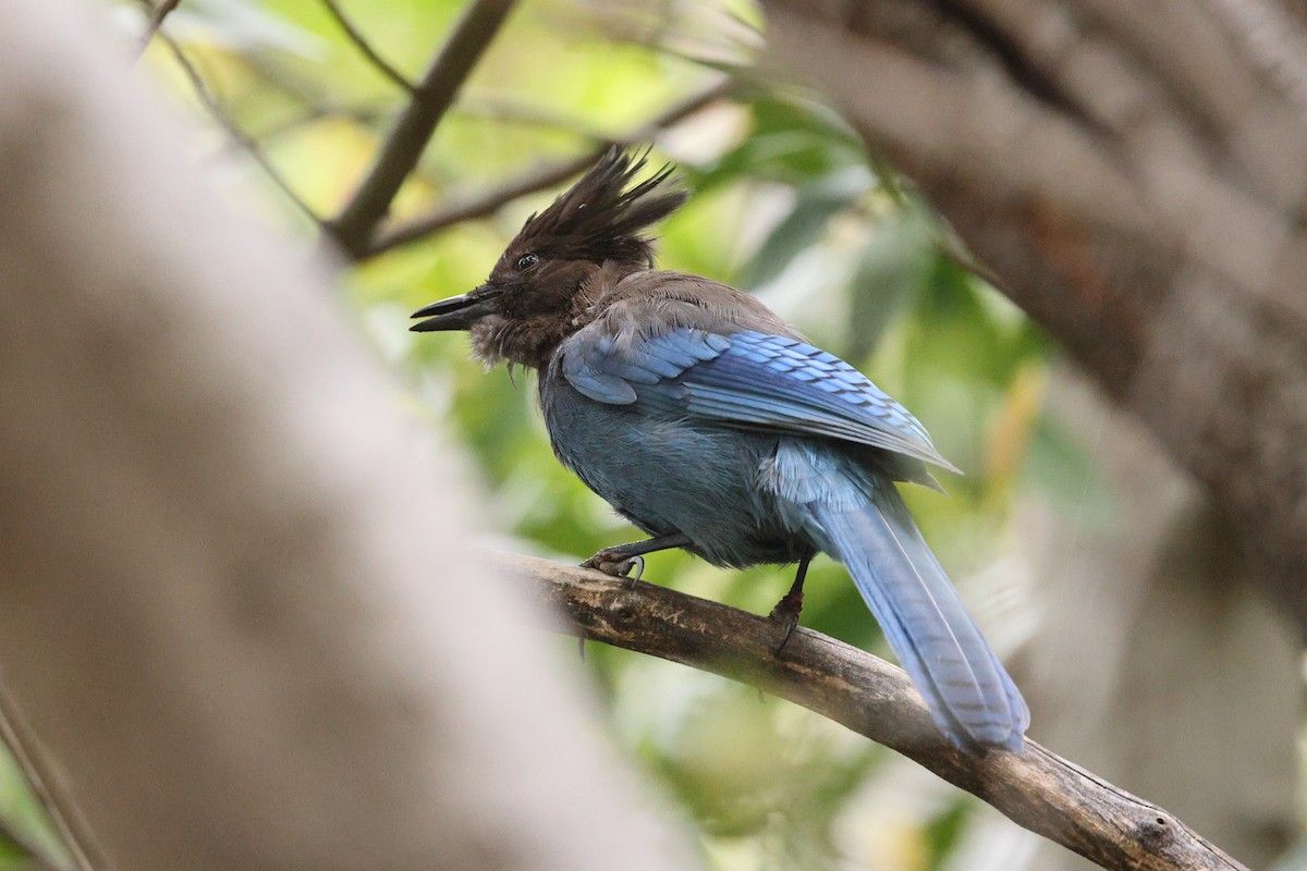 Steller's Jay - ML580189831