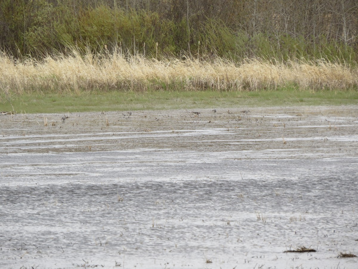 Black-necked Stilt - ML58019041