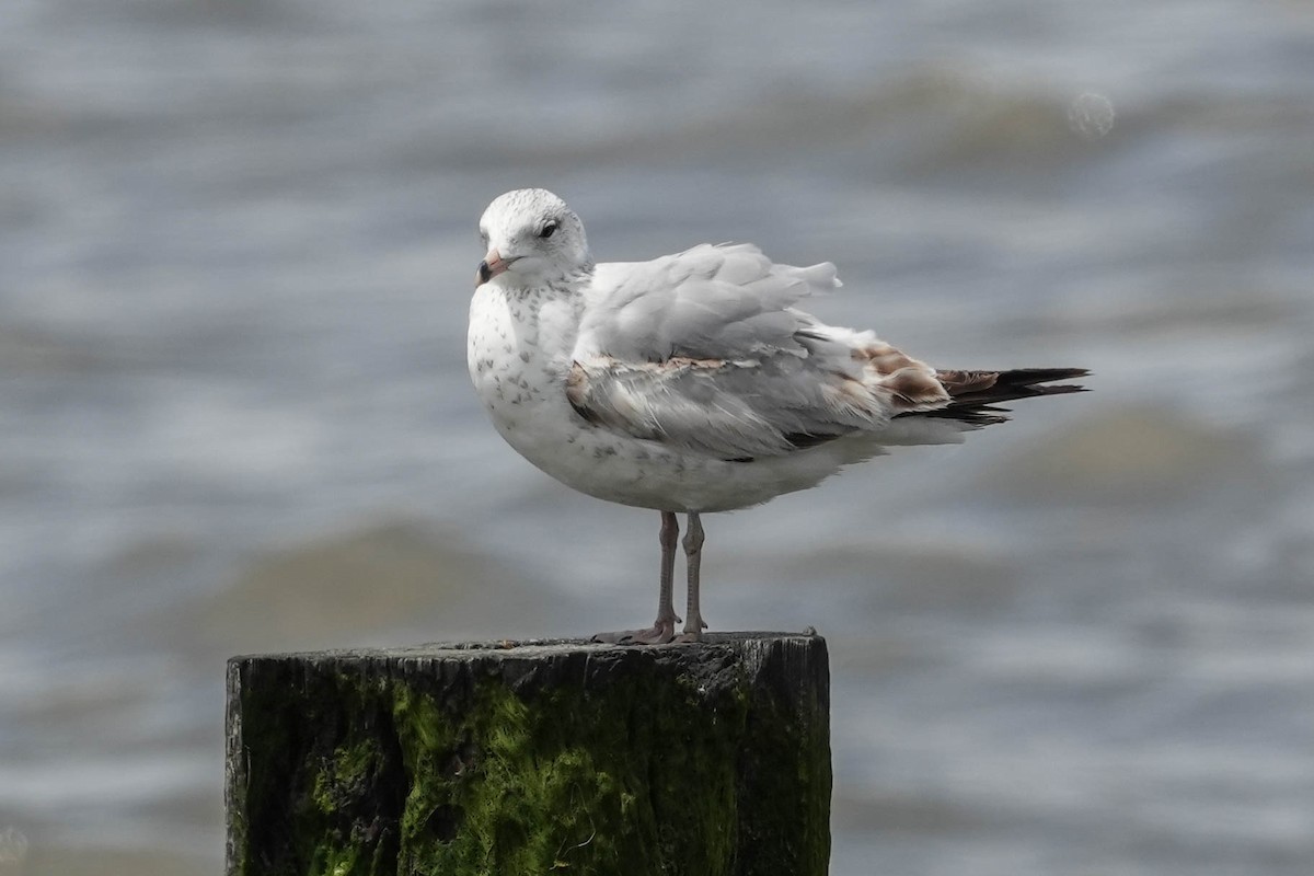 Goéland argenté - ML580191721