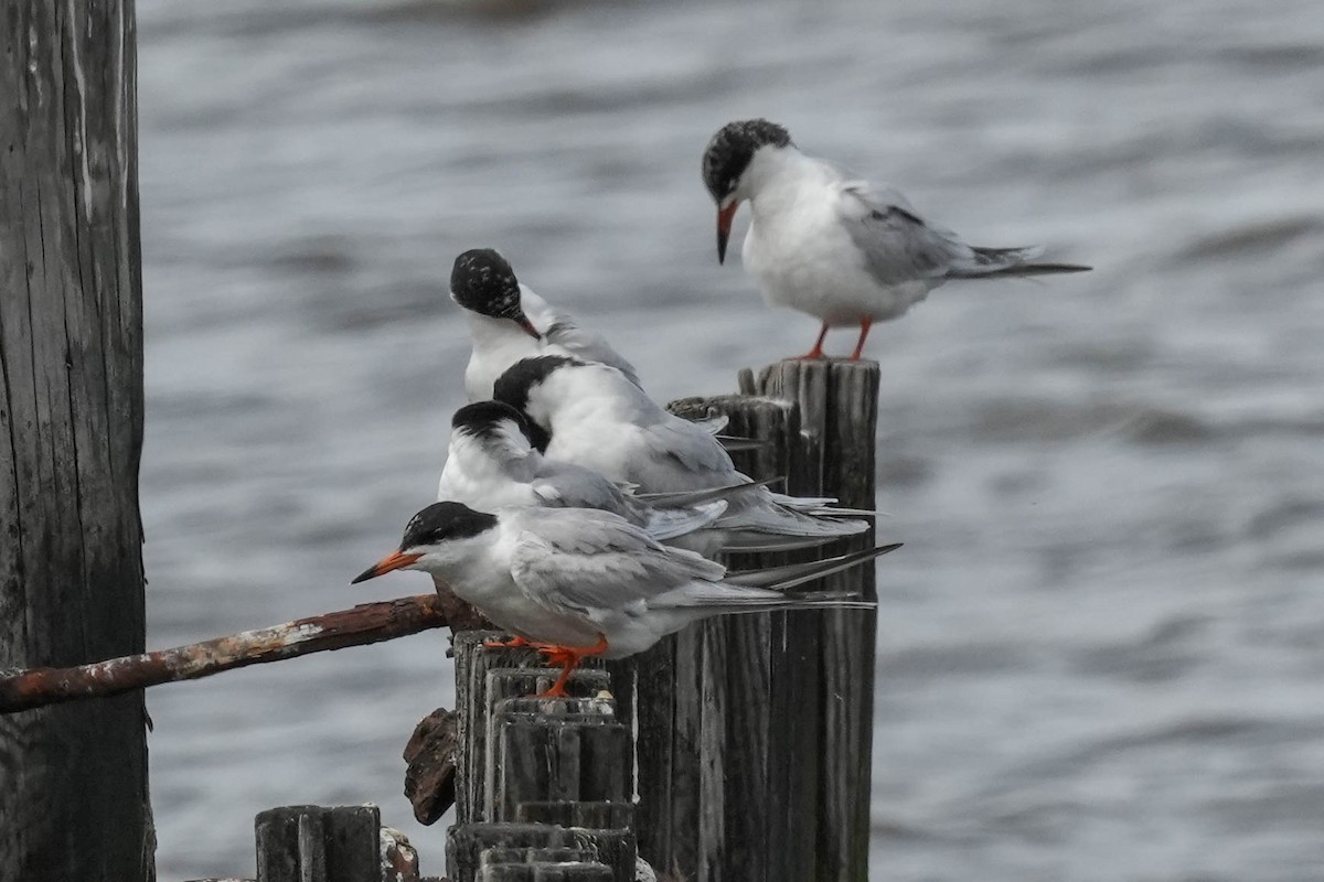 Forster's Tern - ML580191781