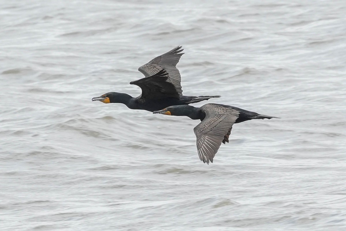 Double-crested Cormorant - ML580191831