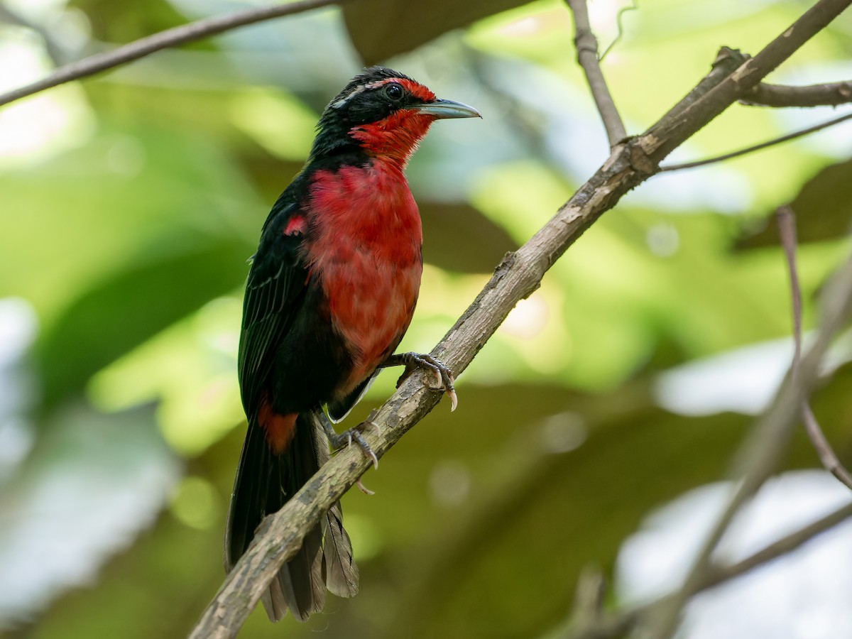Rosy Thrush-Tanager - ML580191841