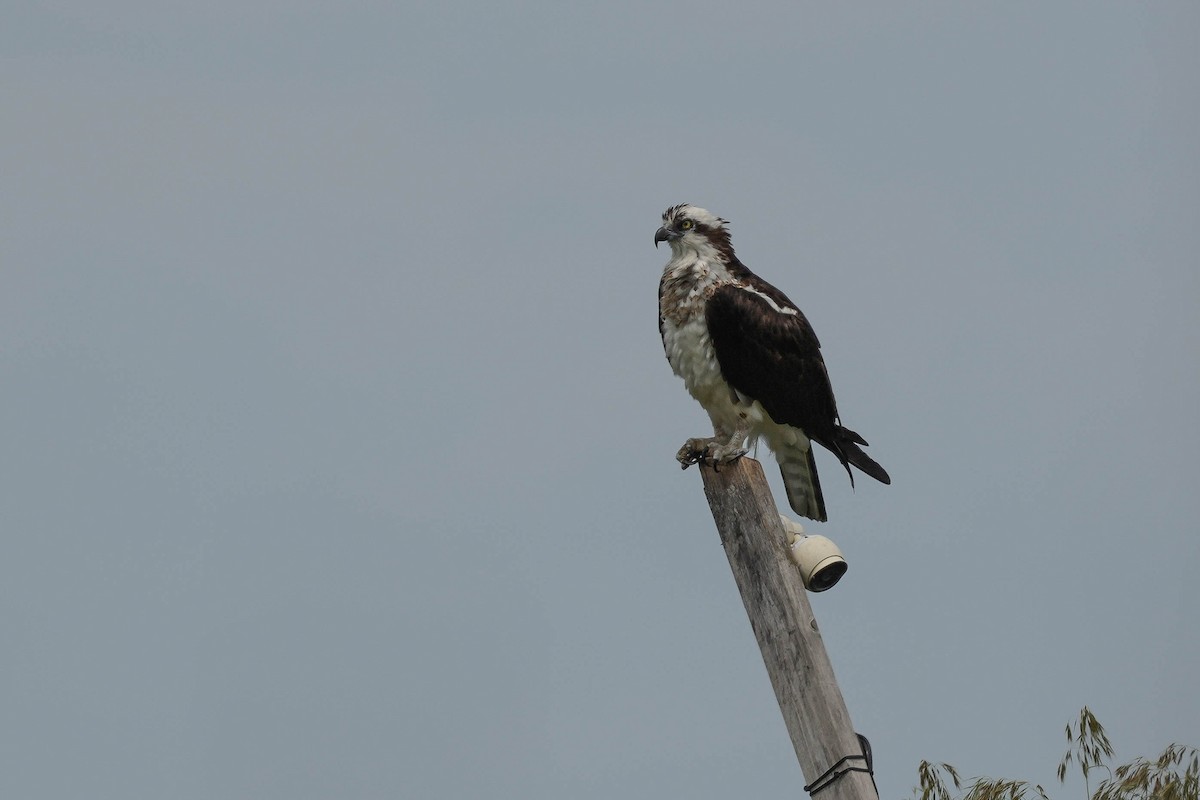 Osprey - ML580191921