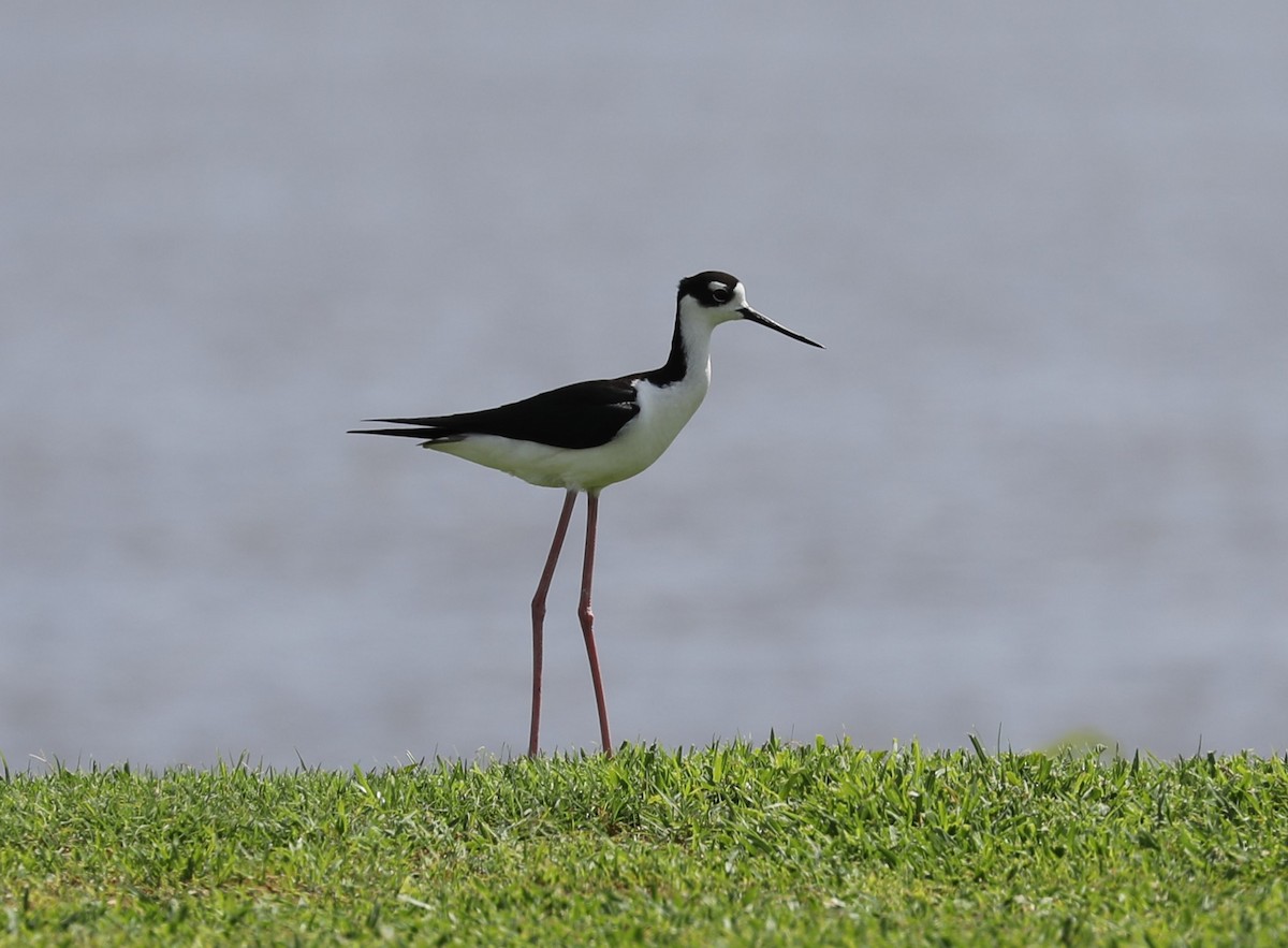 Black-necked Stilt - ML580191981