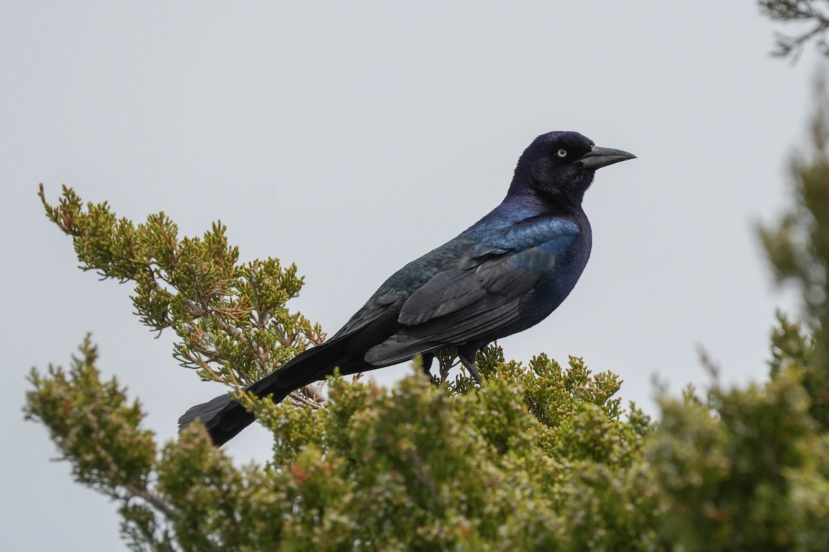 Boat-tailed Grackle - ML580192011