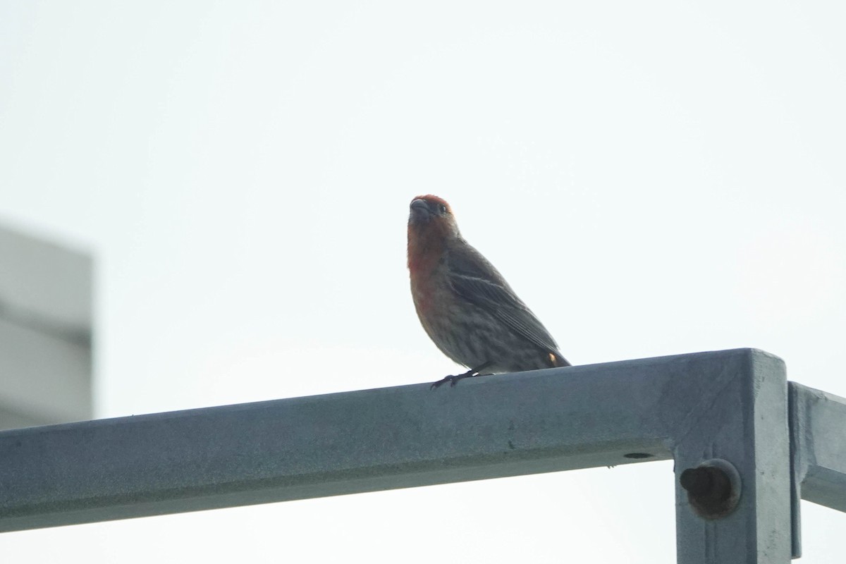 House Finch - ML580192271