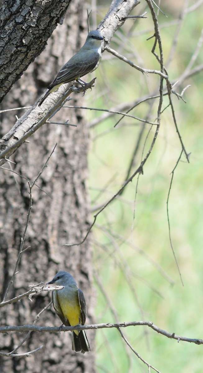 Western Kingbird - ML58019231