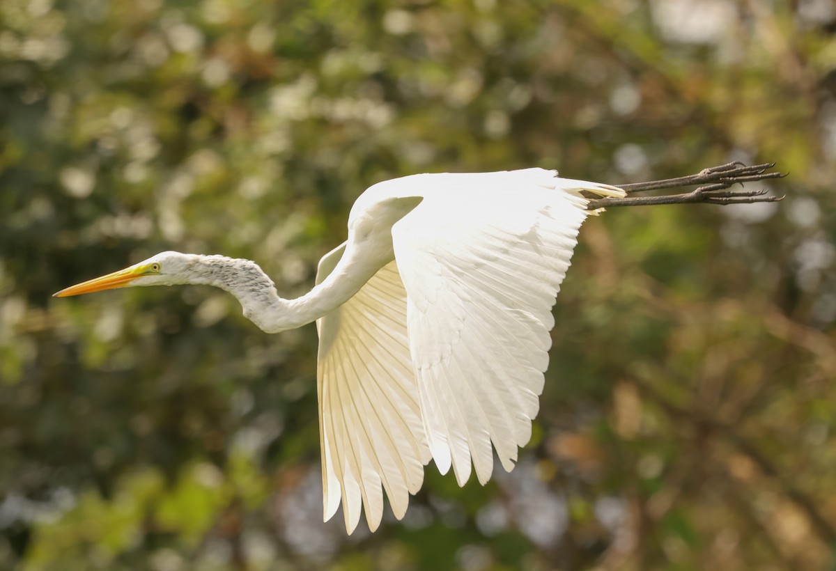 volavka bílá (ssp. egretta) - ML580192471