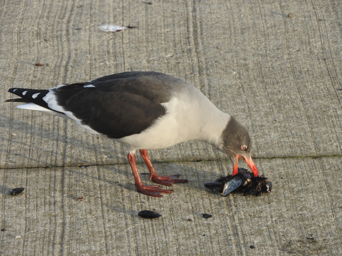 Dolphin Gull - ML580192671