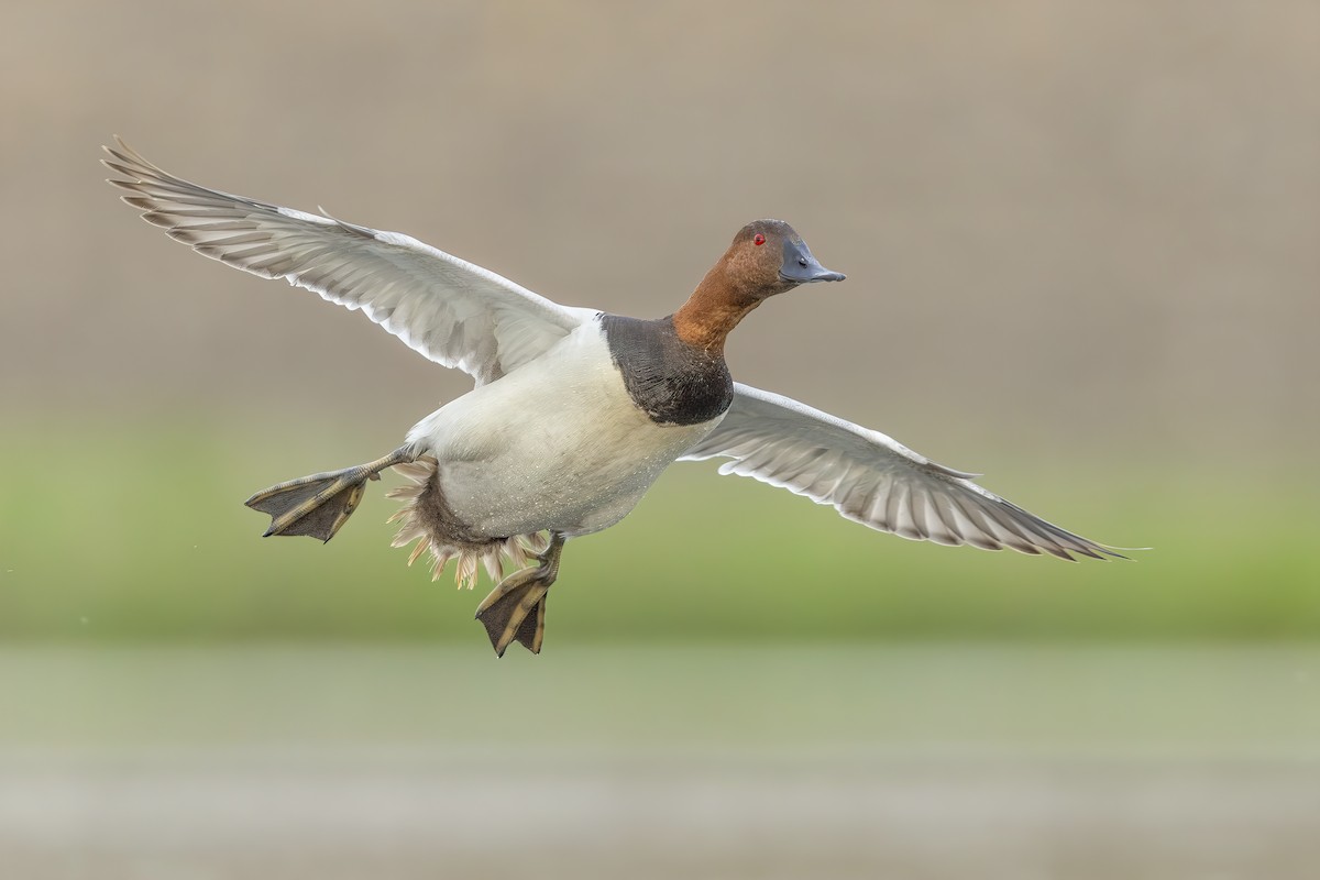 Canvasback - ML580193011