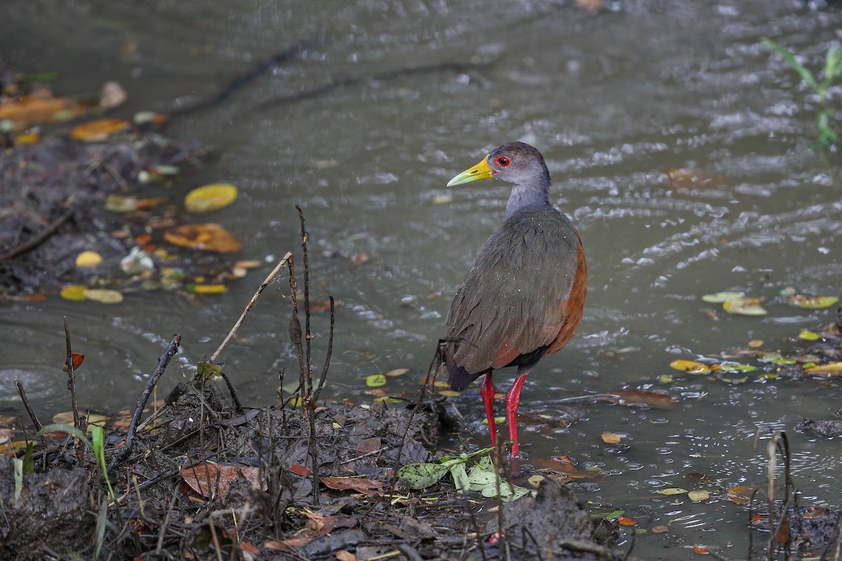 Gray-cowled Wood-Rail (Gray-cowled) - Raymond  Dan