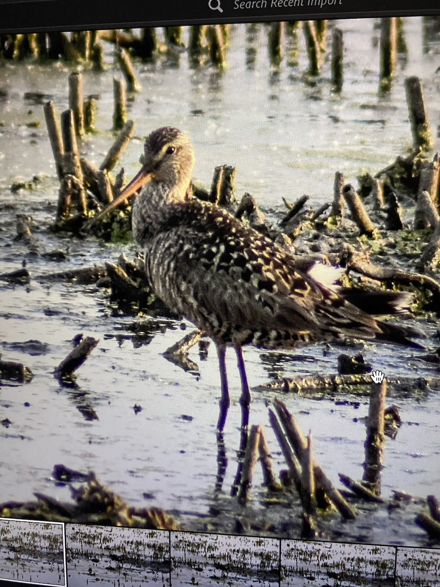 Hudsonian Godwit - ML580193551