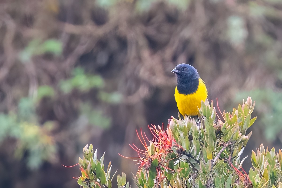 Black-chested Mountain Tanager - ML580193691