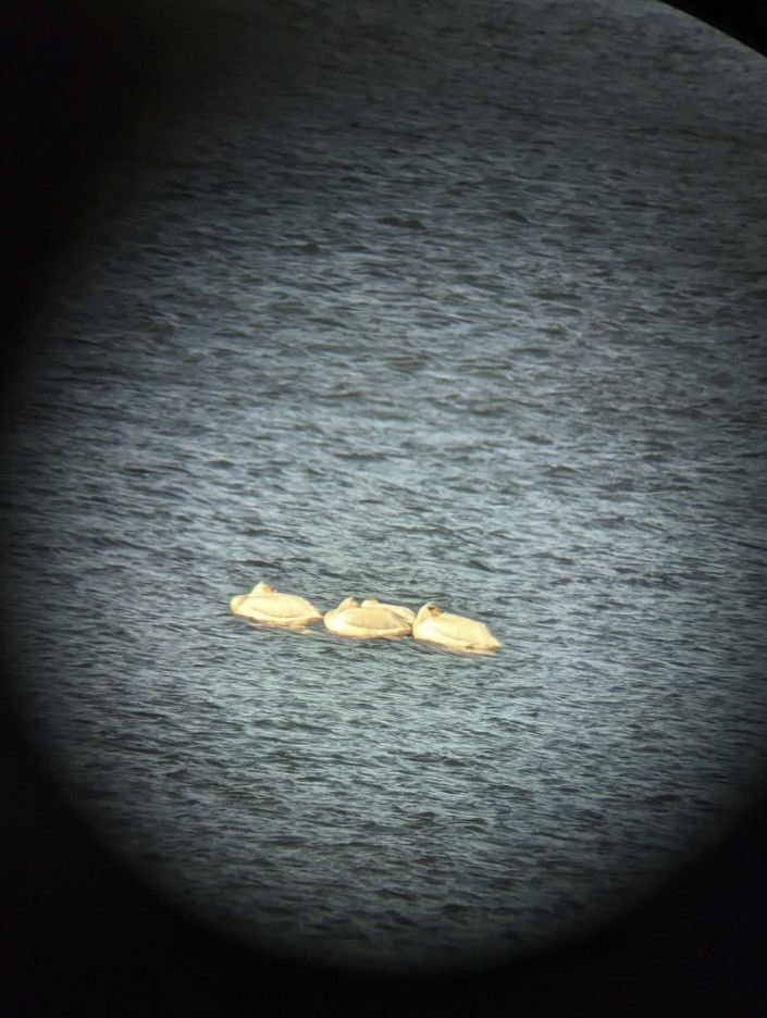 American White Pelican - ML580194271